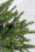 Ель "Императрица" двухцветная 0,8 м