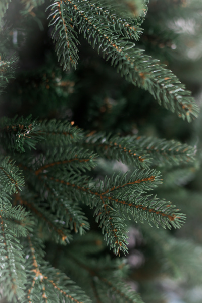 Ель "Царевна" 1,14 м