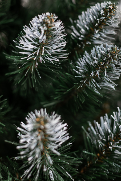 Ель "Кавказская Люкс" 1,1 м белые кончики