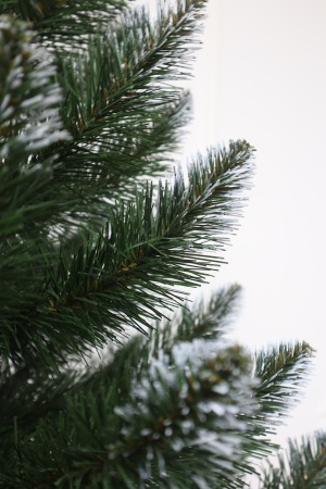 Ель "Кавказская" 2,9 м белые кончики