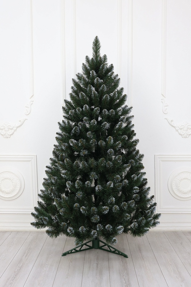 Ель «Кавказская» белые кончики