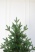 Ель "Итальянская" 2,4 м