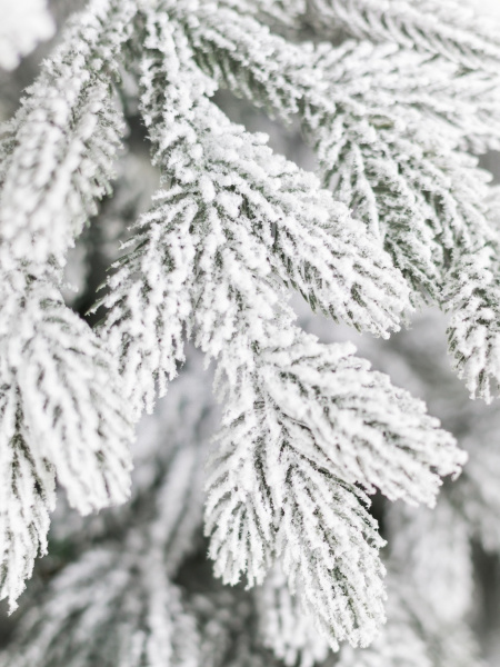 Ель "Таежная" заснеженная 1,9 м