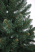 Ель "Кавказская Люкс" 2,2м