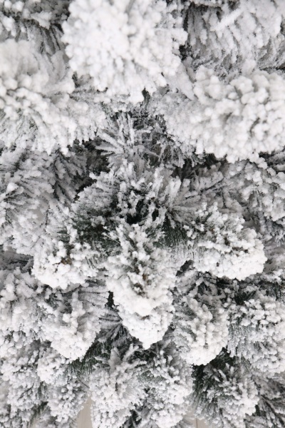 Ель "Кавказская Люкс" заснеженная  3 м. м/н