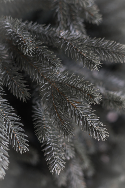 Ель "Кремлёвская голубая" 2,85 м