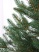 Ель "Французская Премиум" 0,75 м