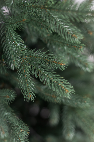 Ель "Императрица" 3,2 м