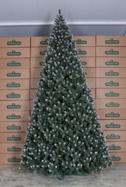 Ель "Кавказская внутренняя с белыми кончиками" 6,2 м Ель "Кавказская внутренняя с белыми кончиками" 6,2 м