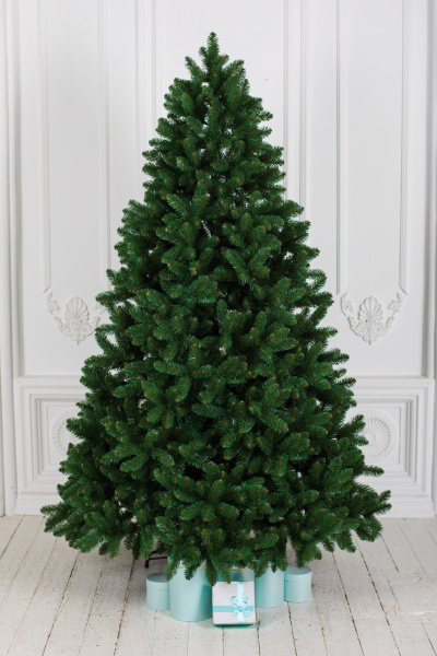 Ель "Алтайская" 1,6 м