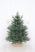 Ель "Датская голубая Премиум" 0,75 м