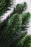 Ель "Кавказская Люкс" 2,2 м св.зелёные кончики