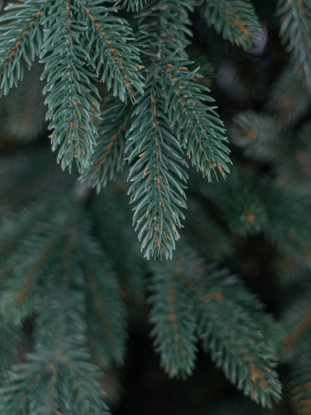 Ель "Кремлёвская" 2,85 м