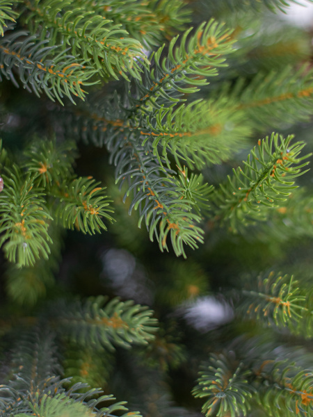 Ель "Императрица Премиум" двухцветная 0,80 м