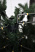 Ель "Уральская" 2,4 м