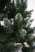 Ель "Кавказская Люкс" 3,0 м белые кончики