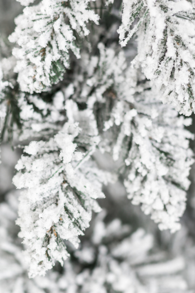 Ель Сибирская заснеженная 0,9 м в коробке Ель Сибирская заснеженная 0,9 м в коробке