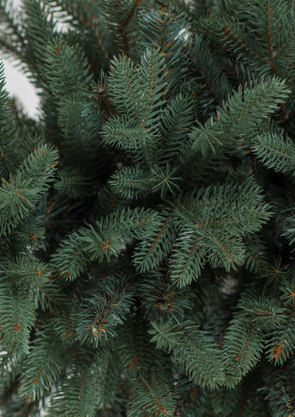 Ель "Датская" 1,14 м